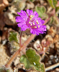 Allionia incarnata was one of the two new species in the new genus Allionia introduced in the 10th edition of Systema Naturae.