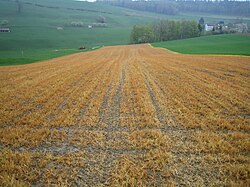 A field after application of a herbicide
