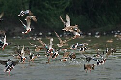 Sultanpur National Park is a Ramsar site, which is famous for migratory bird species which migrate to India due to seasonal changes
