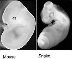 Mouse embryo 12 day post fertilization side by side with corn snake embryo 2 days post ovo-positioning[97]