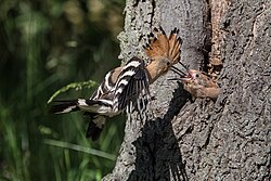 Eurasian hoopoe in the nature reserve Glockenbuckel von Viernheim