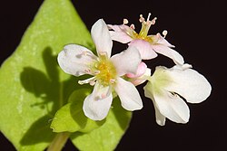 Orange-yellow nectaries and greenish nectar in buckwheat flowers