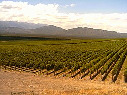 Vineyards on the Andes foothills.