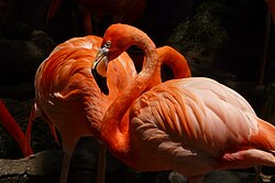 Caribbean flamingos