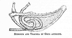 The long, coiled trachea that produces the trumpeting calls
