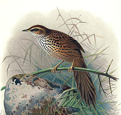 New Zealand's fernbird – probably belongs to the Locustellidae