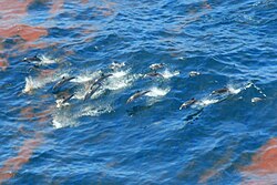 Striped dolphins (Stenella coeruleoalba) observed in emulsified oil on 29 April 2010
