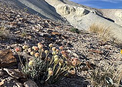 Tiehm's buckwheat in the lithium-rich landscape of southern Nevada