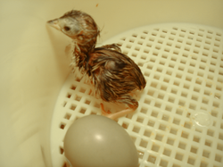 Just hatched, in an egg incubator