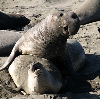 Male and female northern elephant seal, the male being larger with a big proboscis