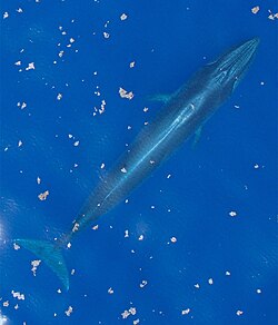 Rice's whale