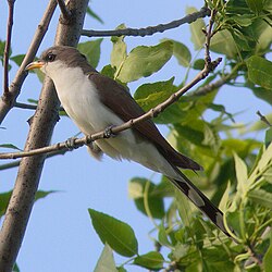 The yellow-billed cuckoo was named Cuculus americanus in 1758