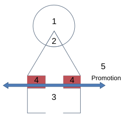 The shapes of ojingo played heavily in the graphic design of the show.