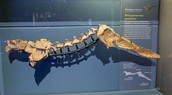 Skull and torso of Anhanguera, showing long neck and compact torso