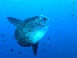 The giant sunfish is the heaviest bony fish in the world.