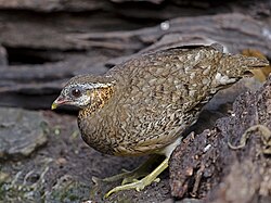 Scaly-breasted partridge.