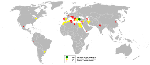 World distribution of fig production (based on 2005 data). Most of the world's figs are grown in the Mediterranean region.