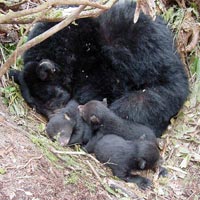 Black bear mother and cubs "denning"
