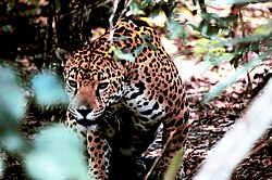 A jaguar in Belize