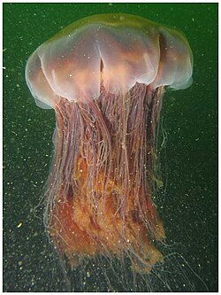 The lion's mane jellyfish (Cyanea capillata) is one of the largest species.