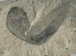 The Metaspriggina fossil.