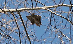 Airborne flying squirrel