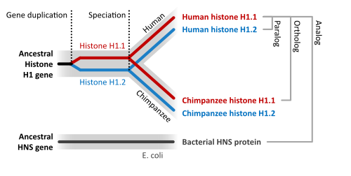 Gene phylogeny as red and blue branches within grey species phylogeny. Top: An ancestral gene duplication produces two paralogs (histone H1.1 and 1.2). A speciation event produces orthologs in the two daughter species (human and chimpanzee). Bottom: in a separate species (E. coli), a gene has a similar function (histone-like nucleoid-structuring protein) but has a separate evolutionary origin and so is an analog.