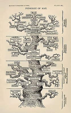 Haeckel's tree of life