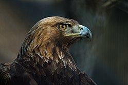 The golden eagle is the national symbol and animal of Albania.