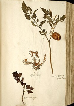 Solanum lycopersicum var. lycopersicum: one of the oldest surviving tomato specimens. Page from the En Tibi Herbarium, 1558. Naturalis Leiden.