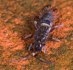 Springtails are a major dietary item