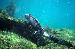 Marine iguana foraging under water at Galápagos Islands, Ecuador.