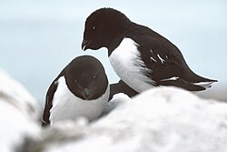 The little auk was named Alca alle in 1758