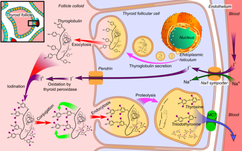 Synthesis of the thyroid hormones, as seen on an individual thyroid follicular cell:[33] - Thyroglobulin is synthesized in the rough endoplasmic reticulum and follows the secretory pathway to enter the colloid in the lumen of the thyroid follicle by exocytosis. - Meanwhile, a sodium-iodide (Na/I) symporter pumps iodide (I−) actively into the cell, which previously has crossed the endothelium by largely unknown mechanisms. - This iodide enters the follicular lumen from the cytoplasm by the transporter pendrin, in a purportedly passive manner. - In the colloid, iodide (I−) is oxidized to iodine (I0) by an enzyme called thyroid peroxidase. - Iodine (I0) is very reactive and iodinates the thyroglobulin at tyrosyl residues in its protein chain (in total containing approximately 120 tyrosyl residues). - In conjugation, adjacent tyrosyl residues are paired together. - The entire complex re-enters the follicular cell by endocytosis. - Proteolysis by various proteases liberates thyroxine and triiodothyronine molecules, which enters the blood by largely unknown mechanisms.
