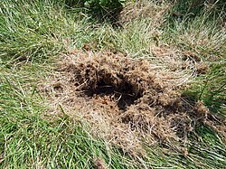 Bumblebee nest dug up and destroyed by a predator, probably a badger