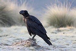Thick-billed raven, Corvus crassirostris