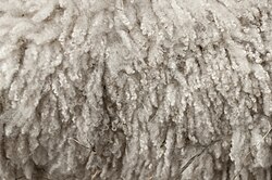 Wool before processing