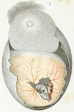 Embryogenesis: Aristotle saw the chick embryo's heart beating. 19th century drawing by Peter Panum
