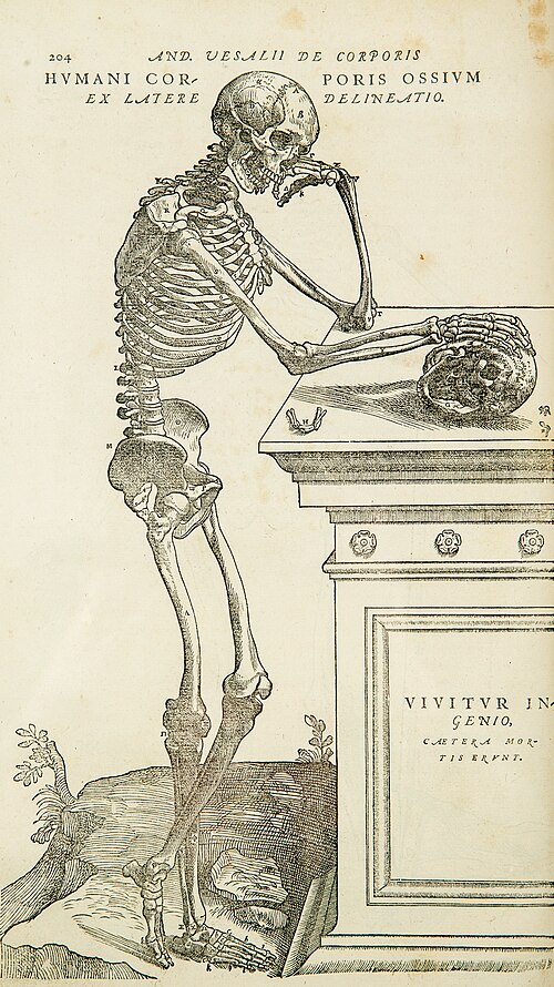 One of the large, detailed illustrations in Andreas Vesalius's De humani corporis fabrica 16th century, marking the rebirth of anatomy of the sculpture