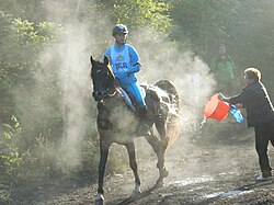 Cooling an endurance horse