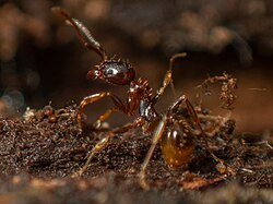 A. subterranea