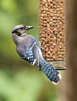 Blue jay eating at a feeder