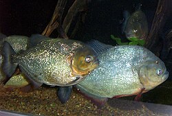 Characins, such as the piranha species, are prey for the giant otter, but these aggressive fish may also pose a danger to humans, although this is rare.