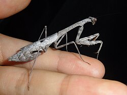 Gray adult female Carolina mantis in human hand