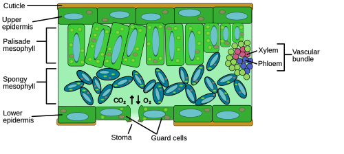 Fig. 11. A stylised cross-section of a euphyllophyte plant leaf, showing the key plant organs involved in gas exchange