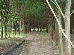 Rubber tree plantation in Thailand