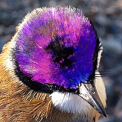 Crown of the male purple-crowned fairywren (subspecies macgillivrayi)