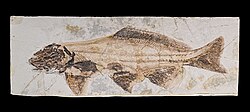 Fossil of the Cretaceous acipenseriform †Yanosteus longidorsalis