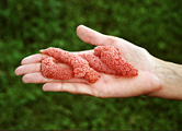 Pomacea canaliculata egg clusters