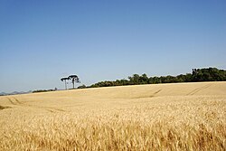 Wheat in Paraná.
